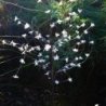 Lampki solarne ogrodowe TREE, na balkon i taras, RGB, dekoracyjne, 120cm